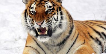 К чему снится белый, рыжий, большой тигр