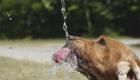 How to help a dog in the heat: useful tips