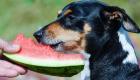 What fruits and berries can be given to a dog?