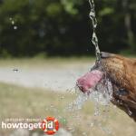 How to help a dog in the heat: useful tips