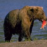 Types of bears.  Photo, description.  Different types of bears What are the names of bears