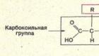 What are the chemical elements in the cell