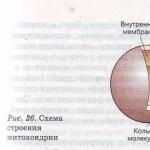 Митохондри дахь энергийн солилцооны үйл явц нь лизосомд тохиолддог процессуудаас юугаараа ялгаатай вэ?