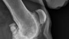 Sprain in a dog: types, causes and treatment