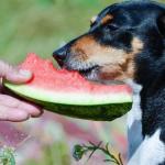 What fruits and berries can be given to a dog?